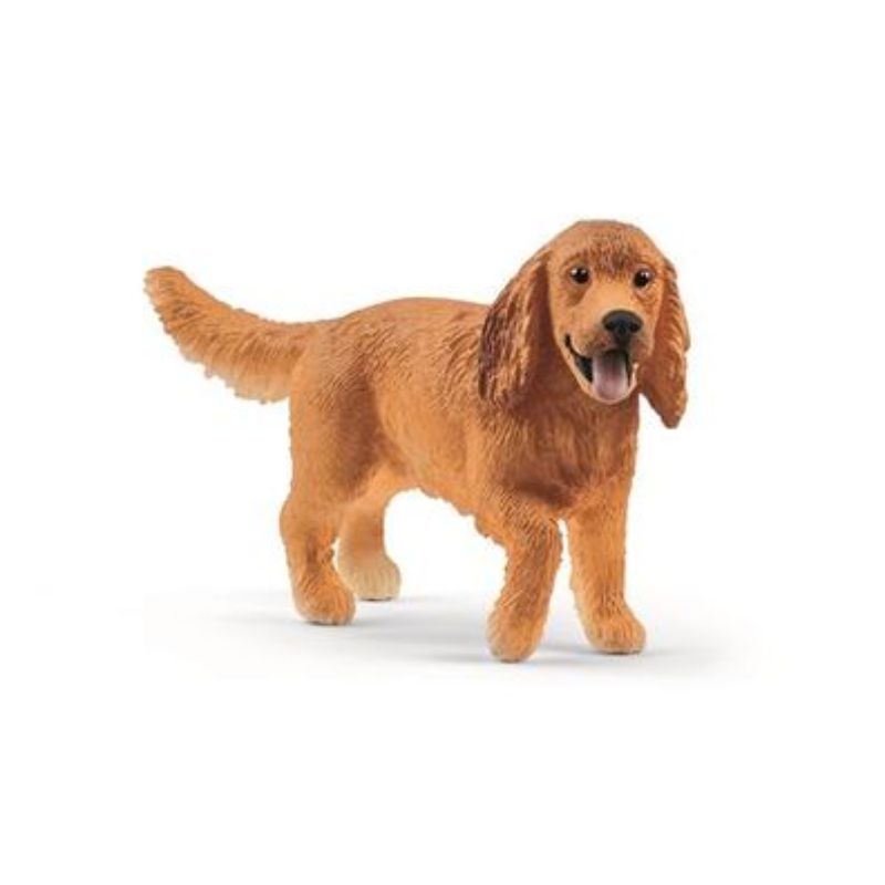 Cocker spaniel Anglais