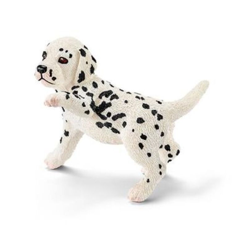Dalmatien chiot