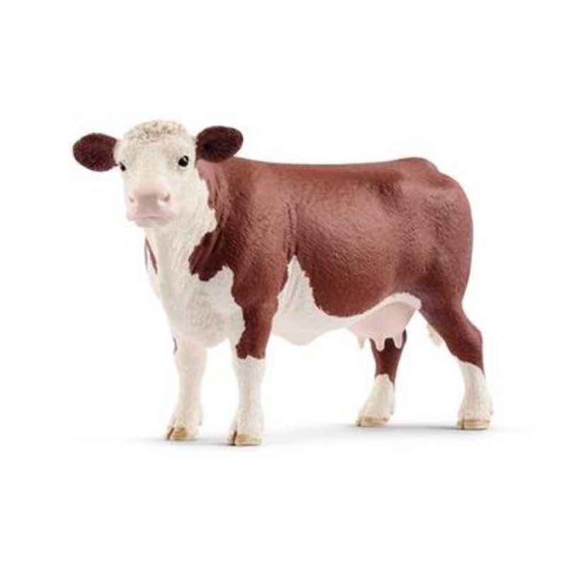Vache Hereford