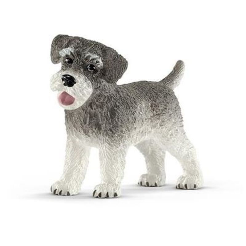 Schnauzer nain