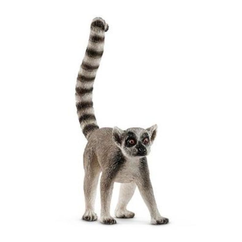 Lemur catta