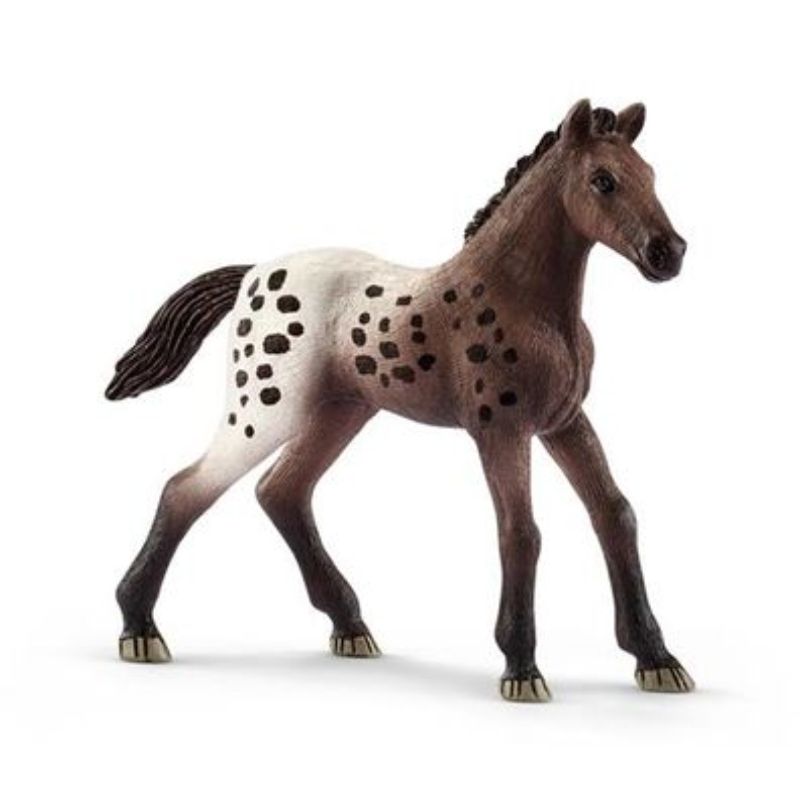 Poulain Appaloosa