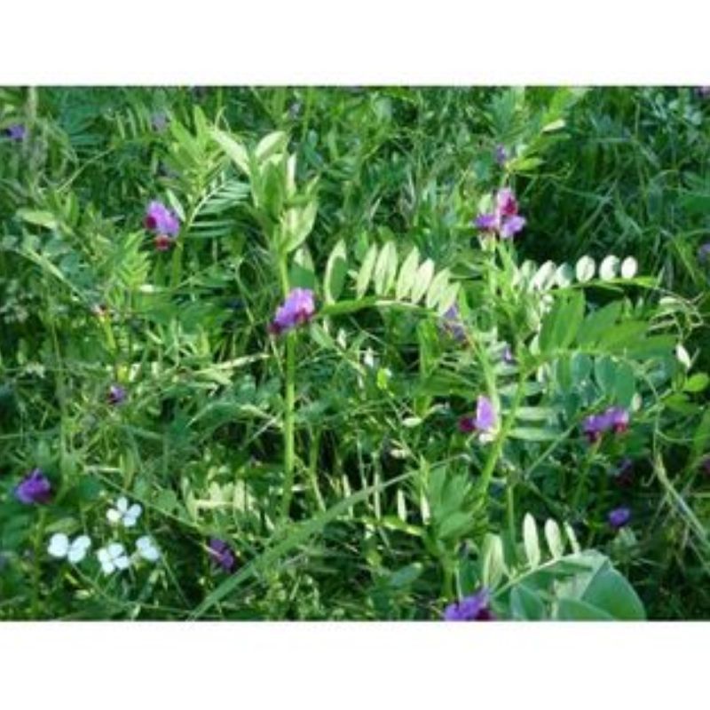 Engrais vert Vesce 1kg