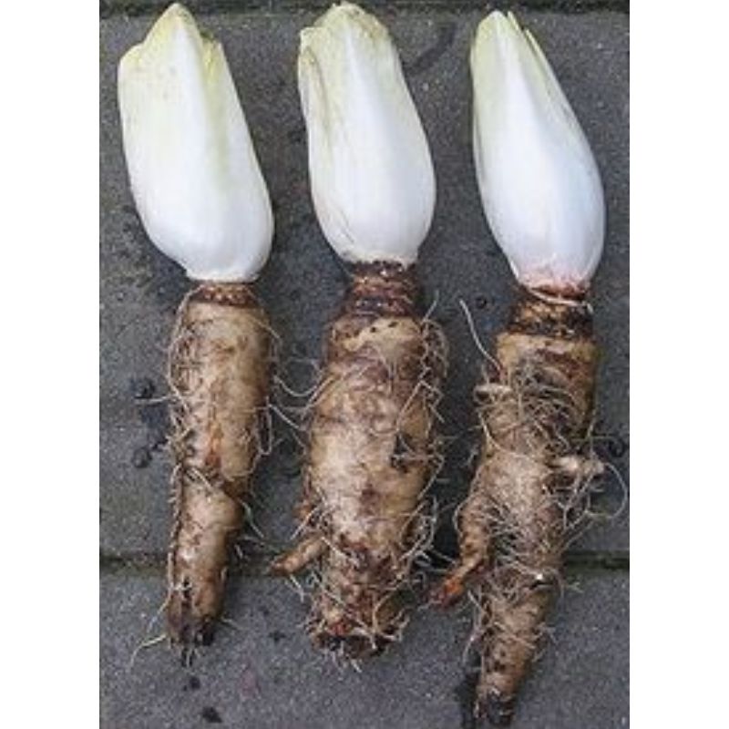 Racines de chicons sac de 50 pièces