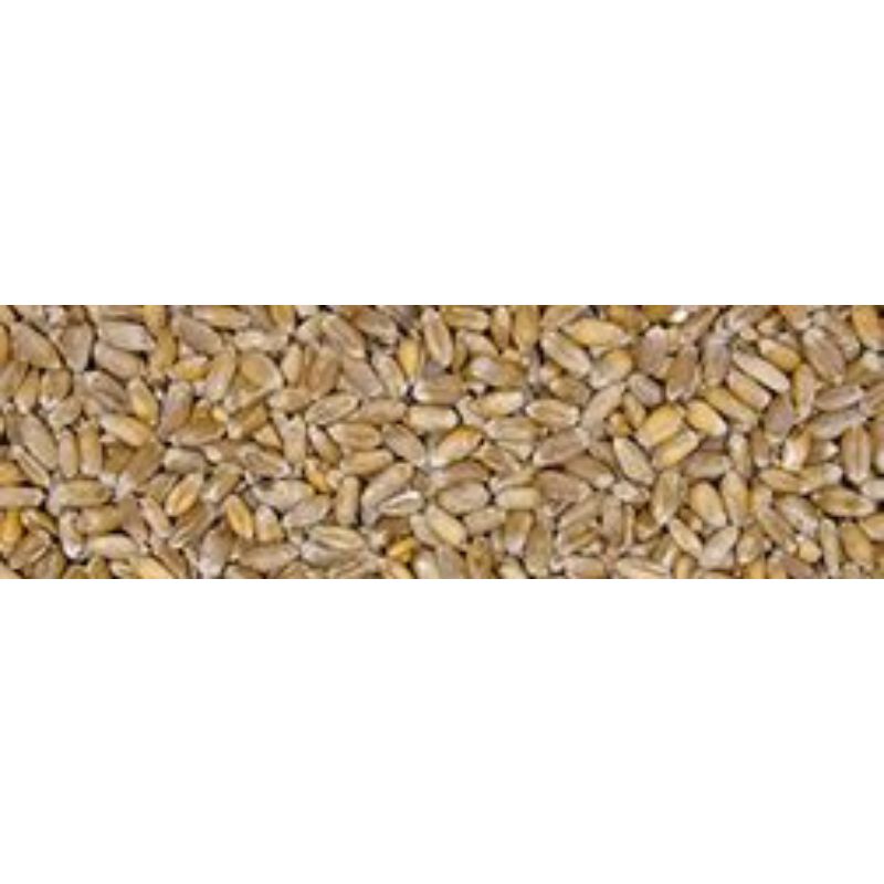 Froment nettoyé 25kg