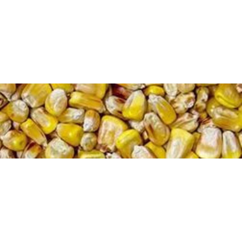 Mais jaune nettoye 25kg