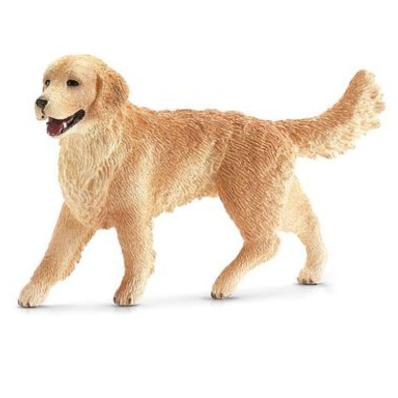 Golden Retriever femelle