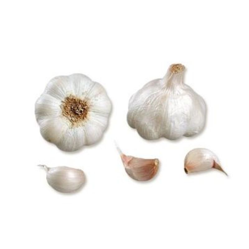 Semailles ail Thermidrôme 1 tête