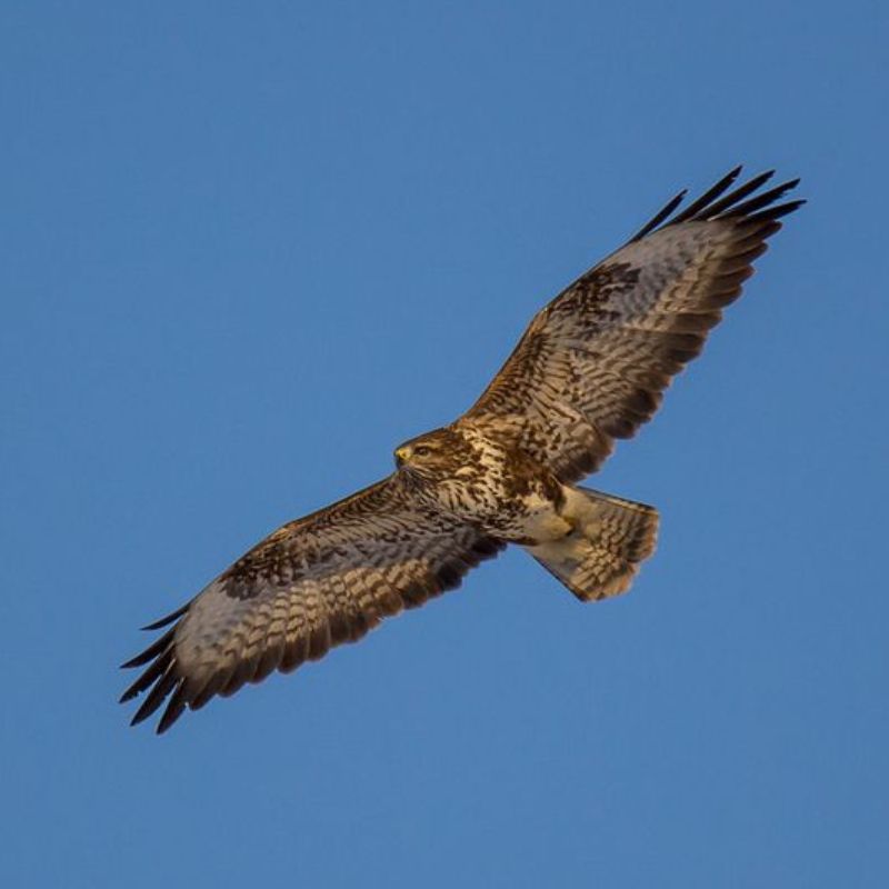 Les Zapos Appeau buse variable