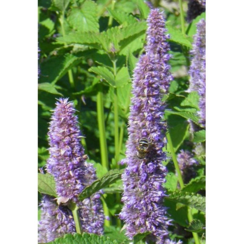 Semailles Agastache