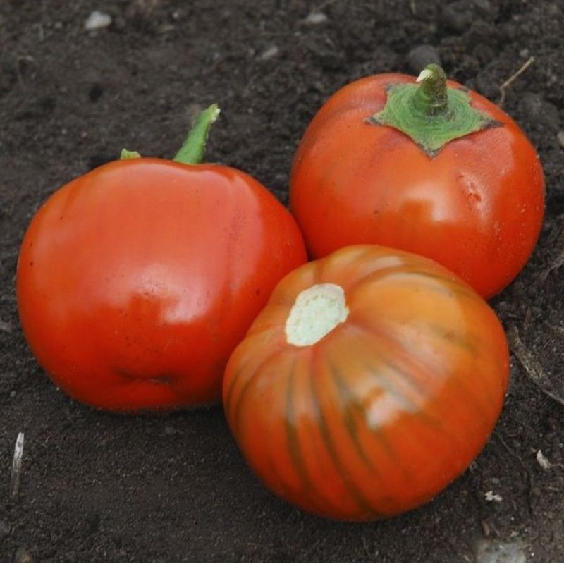 Semailles Aubergine Rosso Di Napoli