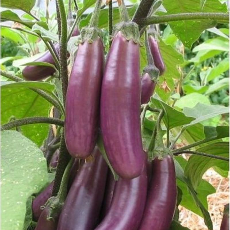 Semailles Aubergine Puso Purple Cluster