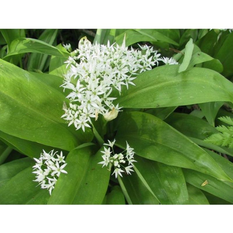 Semailles Ail des ours