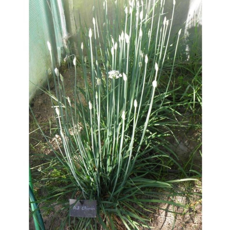 Semailles Ail chinois