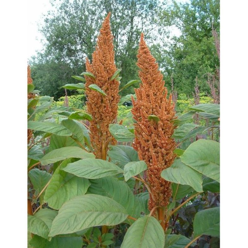 Semailles Amaranthe Golden