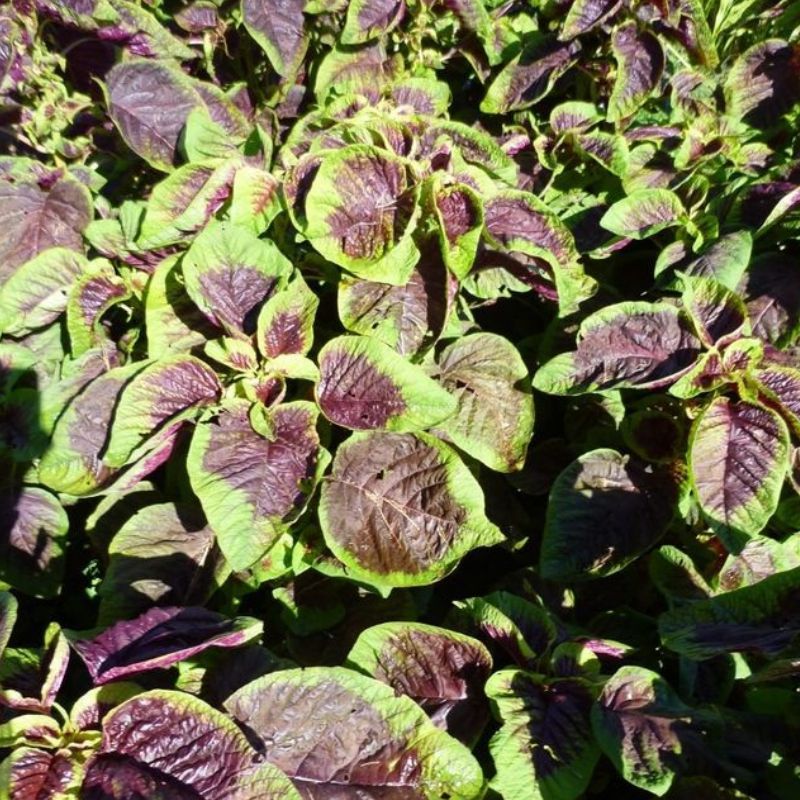 Semailles Amaranthe Tricolore