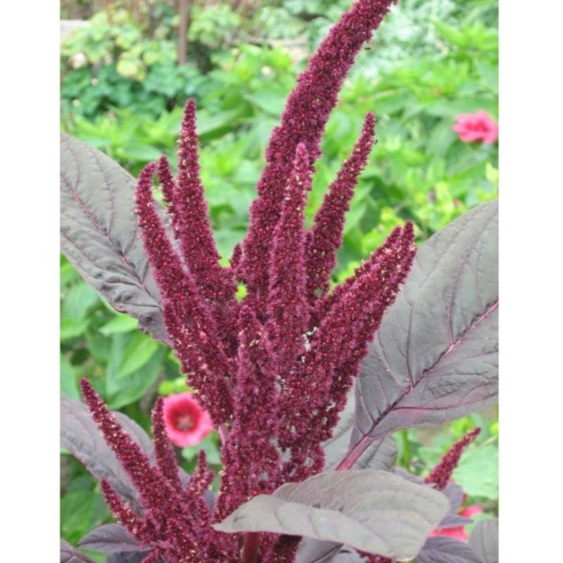 Semailles Amaranthe rouge