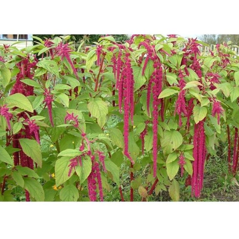 Semailles Amaranthe Queue de renard rouge