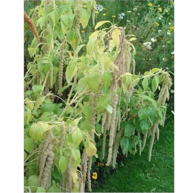 Semailles Amaranthe Queue de renard blanche