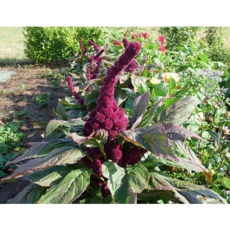 Semailles Amaranthe Tête d'éléphant