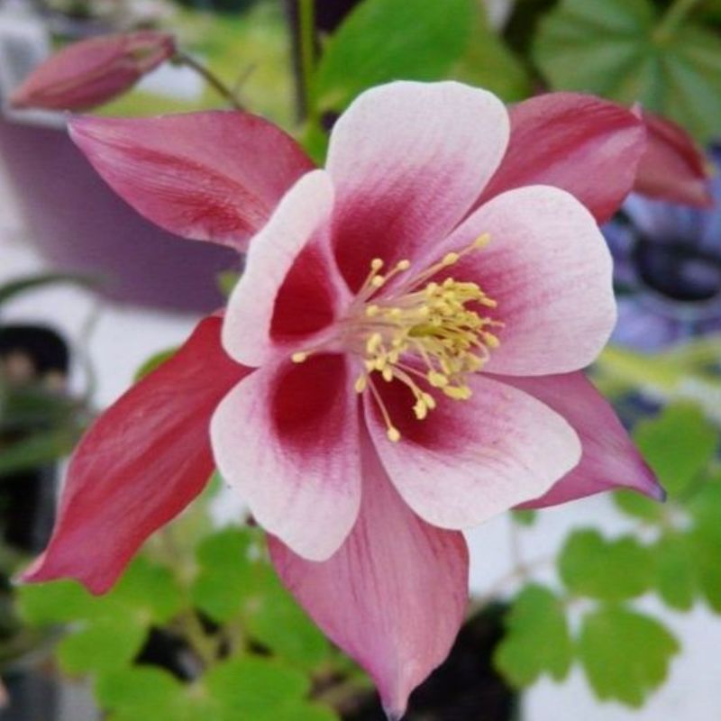 Semailles Ancolie des jardins