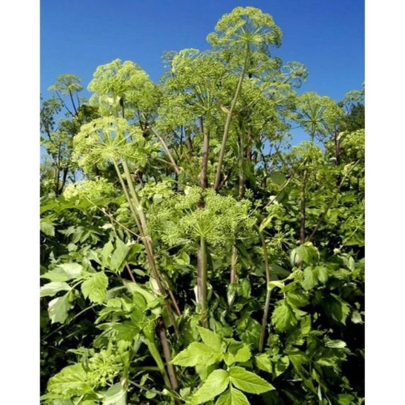 Semailles Angélique