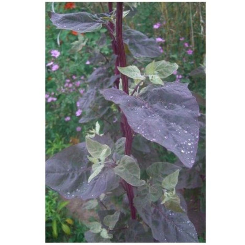 Semailles Arroche rouge