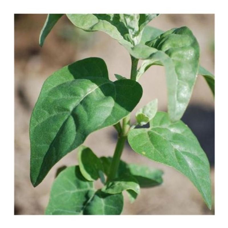 Semailles Arroche verte