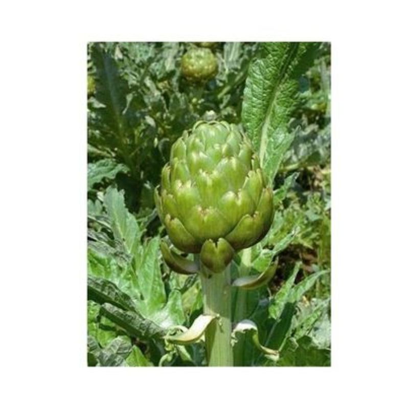 Semailles Artichaut Imperial Star