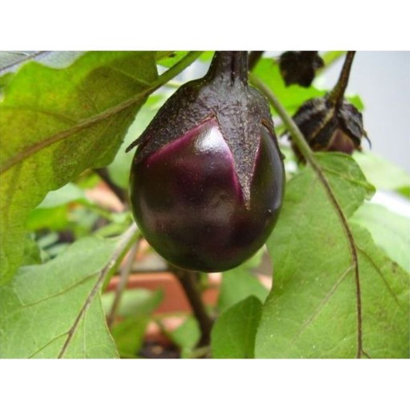 Semailles Aubergine Bambino