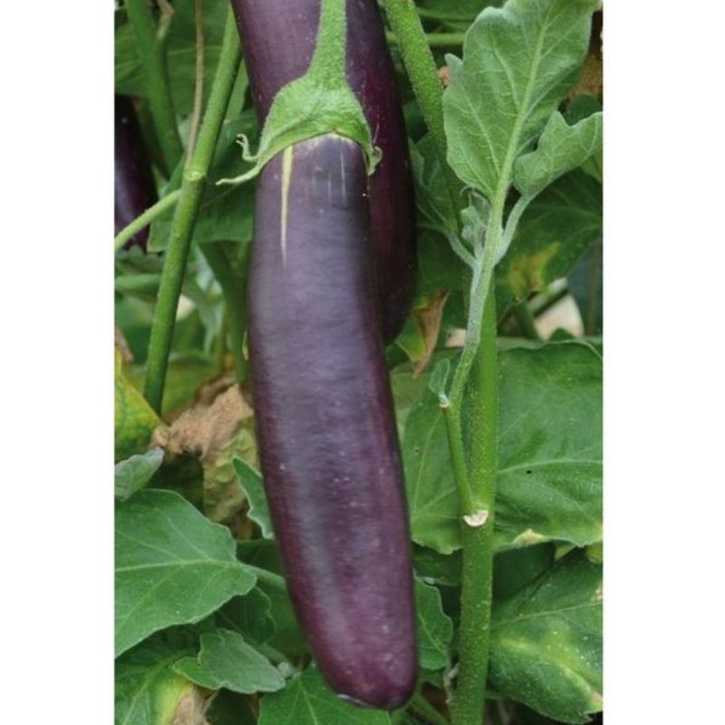 Semailles Aubergine longue violette de Barbentane