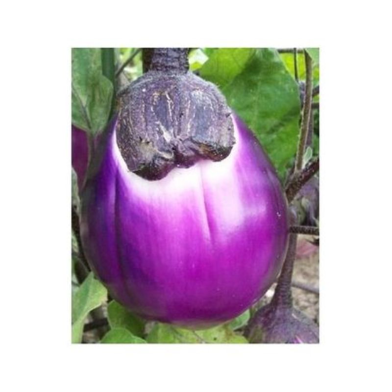 Semailles Aubergine Rotonda bianca sfumata di rosa