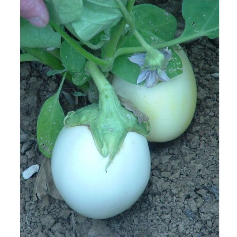 Semailles Aubergine blanche ronde à oeufs