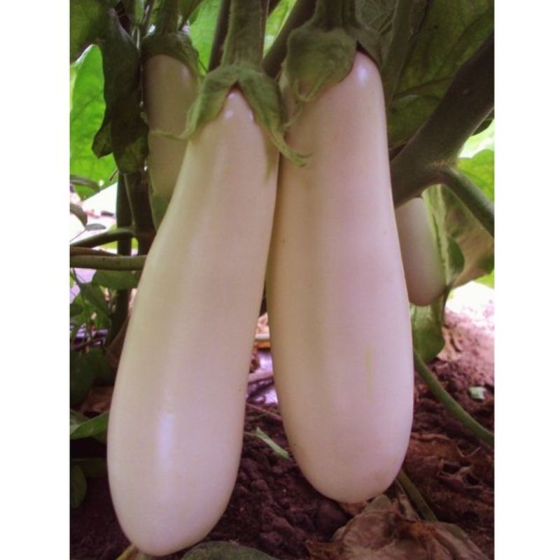 Semailles Aubergine blanche Longue de Dourga