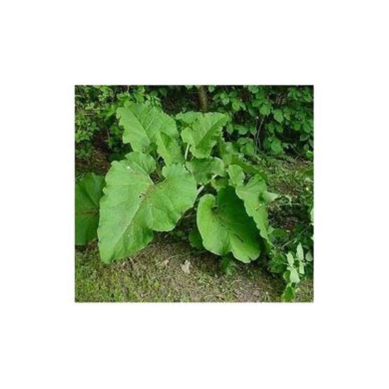 Semailles Bardane japonaise Tokinogawa Long