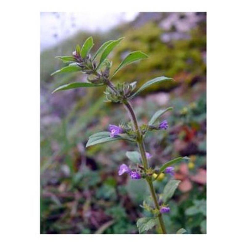 Semailles Basilic Thym