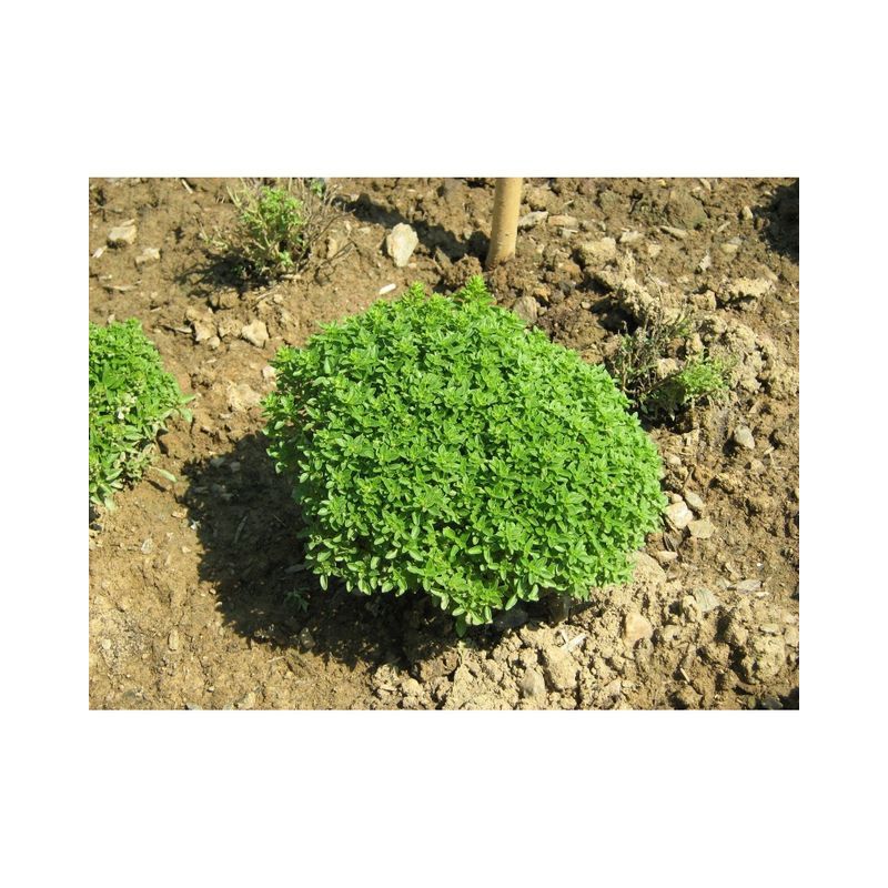 Semailles Basilic fin vert
