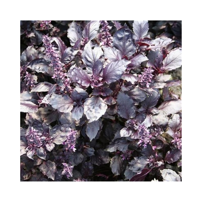Semailles Basilic pourpre