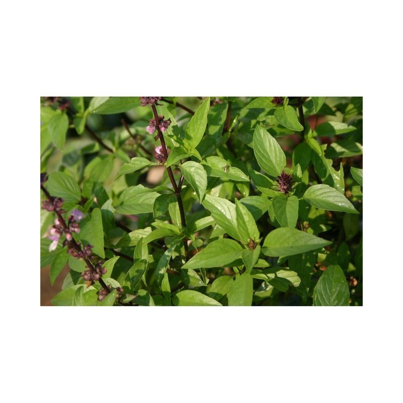 Semailles Basilic Thaï