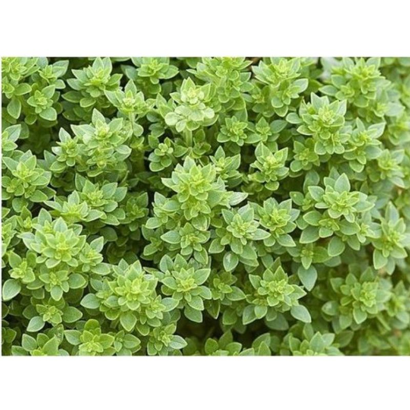 Semailles Basilic Grec