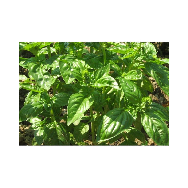 Semailles Basilic Grand vert