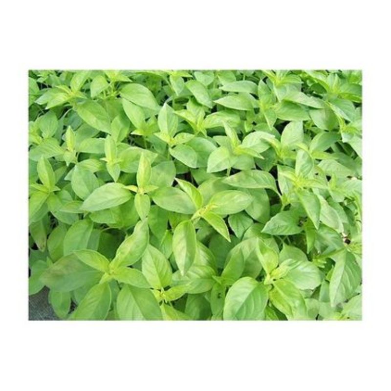 Semailles Basilic Citronnelle