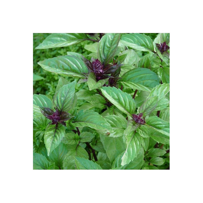 Semailles Basilic cannelle