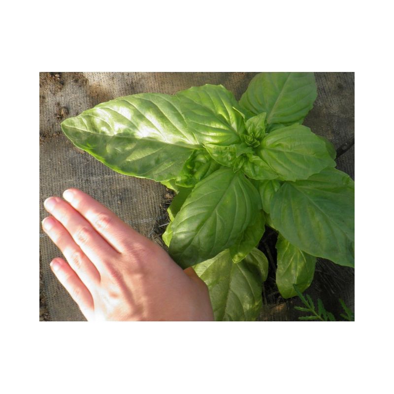 Semailles Basilic à feuilles de laitue