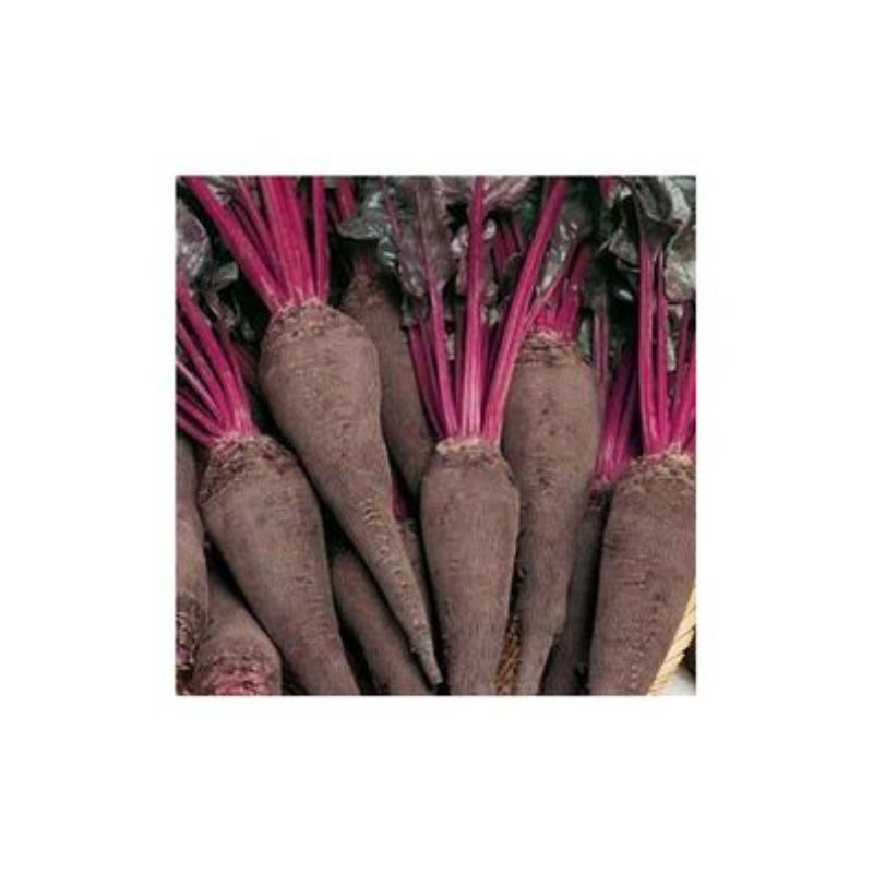 Semailles Betterave rouge Crapaudine