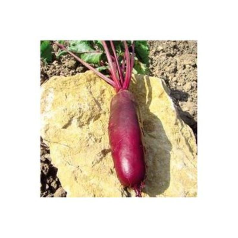 Semailles Betterave rouge Cylindra