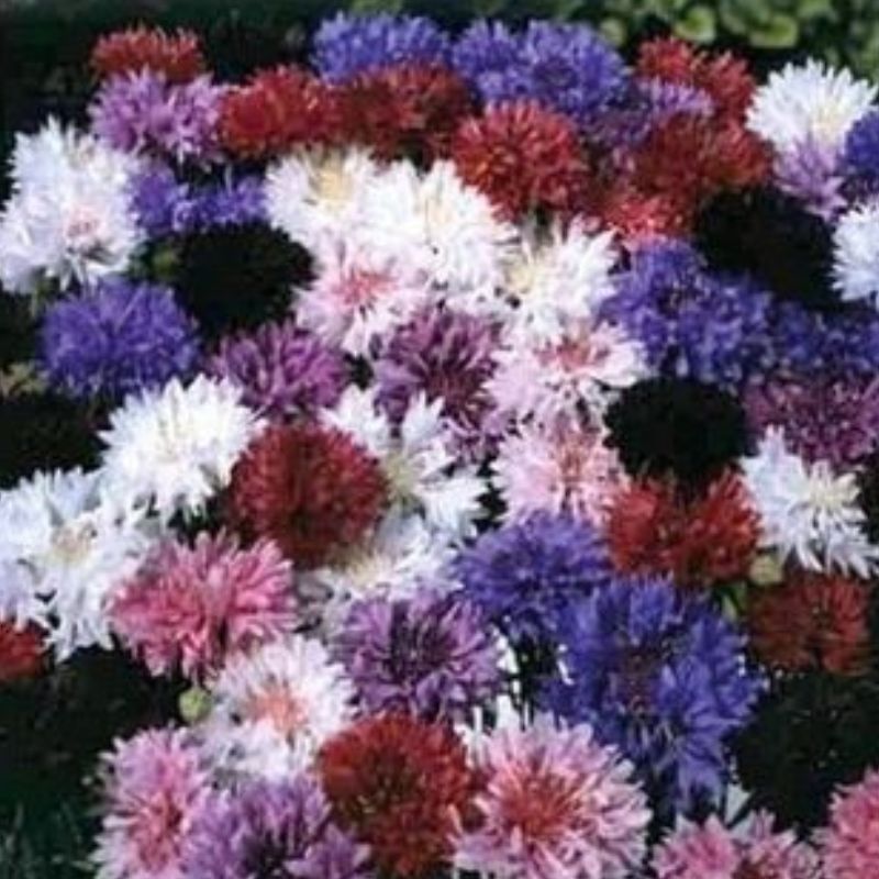 Semailles Bleuet en mélange