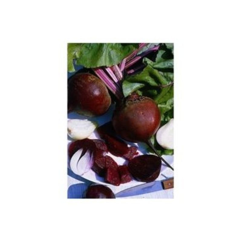 Semailles Betterave rouge Globe