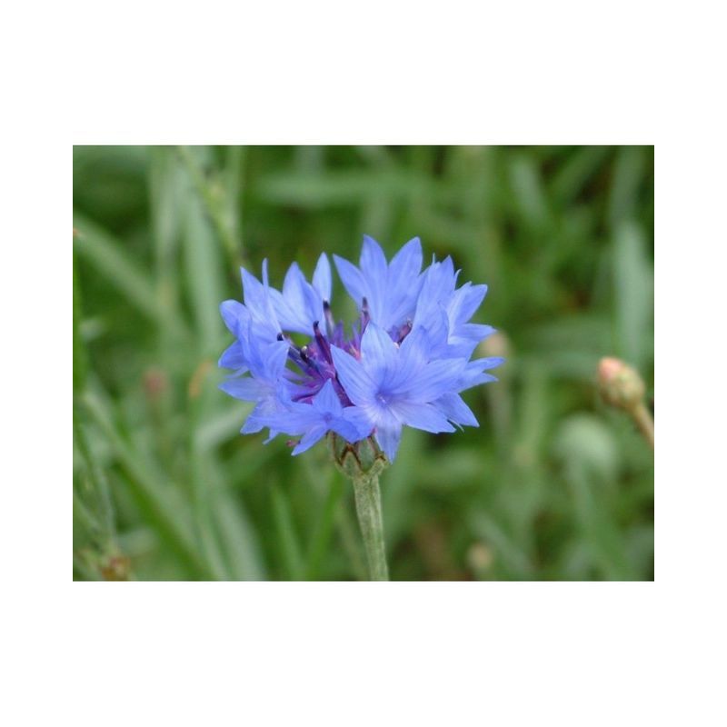 Semailles Bleuet bleu