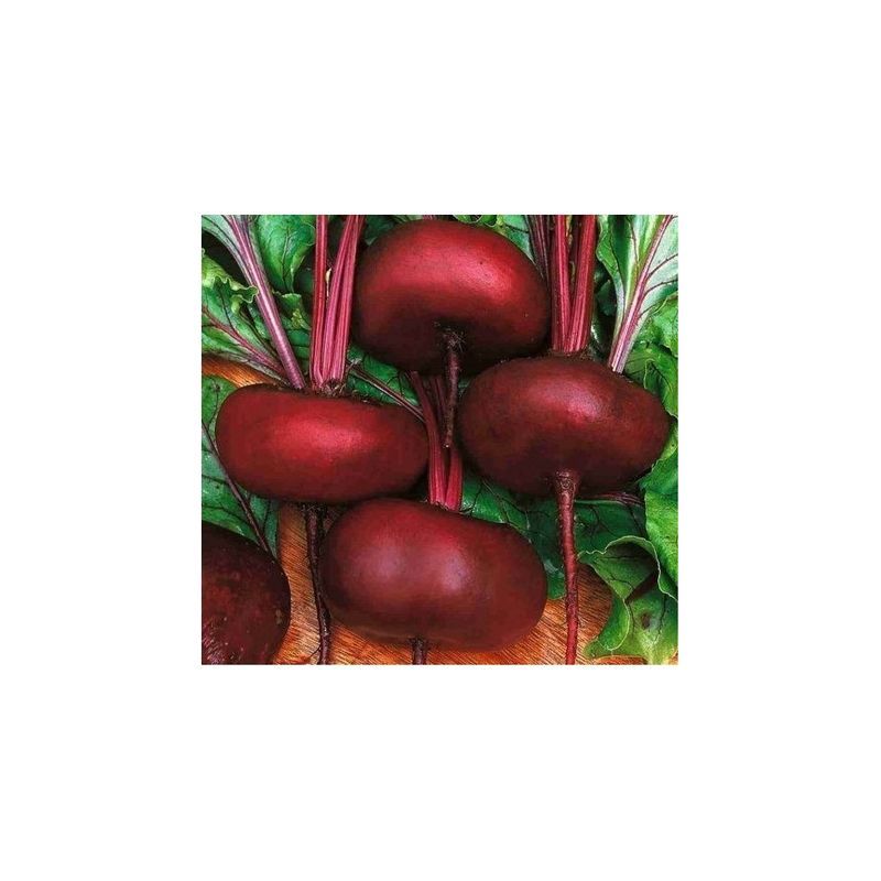 Semailles Betterave noire plate d'Egypte